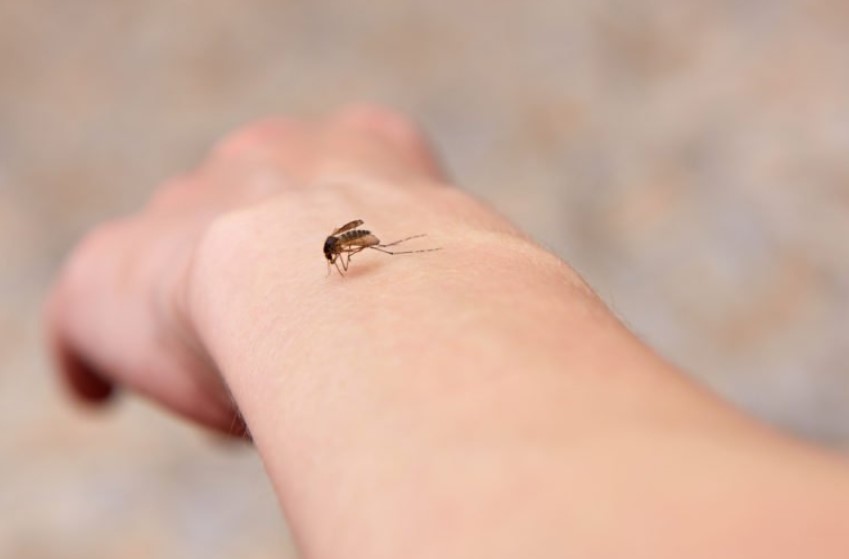 How to Protect Yourself from Insects